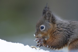 Red squirrel (Sciurus vulgaris) adult animal eating a nut in a snow covered woodland in winter,