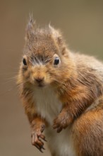 Red squirrel (Sciurus vulgaris) adult animal head portrait in winter, England, United Kingdom