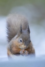 Red squirrel (Sciurus vulgaris) adult animal eating a nut in a snow covered woodland in winter,