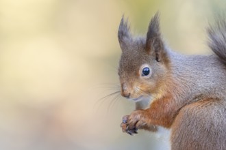Red squirrel (Sciurus vulgaris) adult animal head portrait in winter, England, United Kingdom