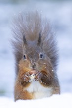 Red squirrel (Sciurus vulgaris) adult animal feeding on a nut in snow in winter, England, United