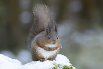 Red squirrel (Sciurus vulgaris) adult animal on a snow covered stone wall in winter, England,
