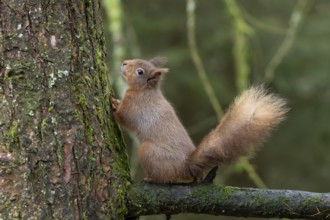 Red squirrel (Sciurus vulgaris) adult animal on a tree branch in a woodland in winter, England,