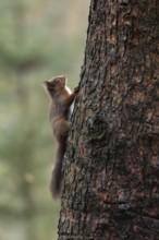 Red squirrel (Sciurus vulgaris) adult animal on a tree trunk in a woodland in winter, England,