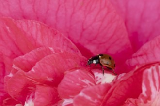 Seven-spot ladybird or ladybug (Coccinella septempunctata) adult beetle on a garden Camellia flower