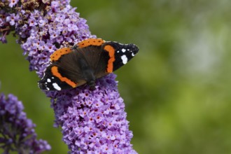 Red admiral butterfly (Vanessa atalanta) adult insect feeding on a garden purple Buddleja or