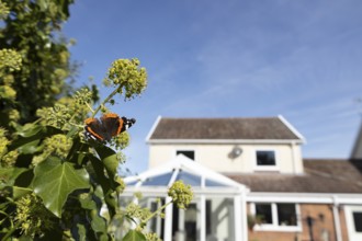Red admiral butterfly (Vanessa atalanta) adult insect feeding on garden Ivy (Hedera helix) flowers