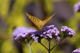 Silver-washed fritillary butterfly (Argynnis paphia) adult insect feeding on purple garden Verbena