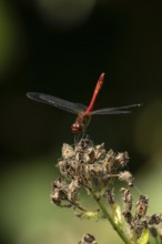 Ruddy darter dragonfly (Sympetrum sanguineum) adult insect on a plant seedhead in summer, England,