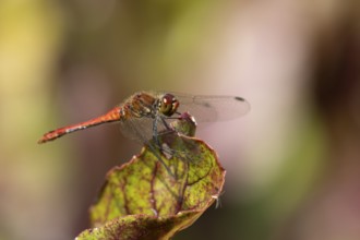 Ruddy darter dragonfly (Sympetrum sanguineum) adult insect on a garden Beetroot vegetable plant