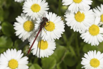 Large red damselfly (Pyrrhosoma nymphula) adult insect resting on a garden white daisy plant flower
