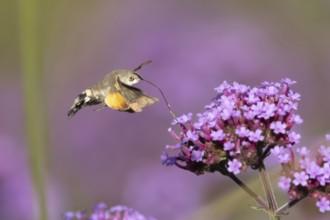 Hummingbird hawkmoth (Macroglossum stellatarum) adult moth insect day flying feeding on garden