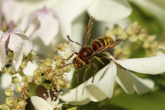 European hornet (Vespa crabro) adult insect feeding on a garden white plant flowers in summer,