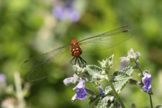 Ruddy darter dragonfly (Sympetrum sanguineum) adult insect on a garden Catmint flower in summer,