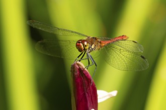 Ruddy darter dragonfly (Sympetrum sanguineum) adult insect on a garden Lily flower in summer,