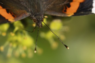 Red admiral butterfly (Vanessa atalanta) adult insect feeding on a garden Ivy flower in summer,