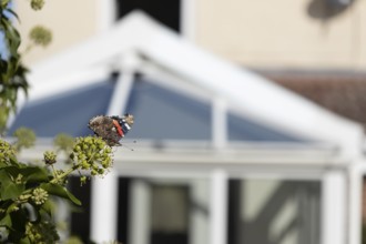 Red admiral butterfly (Vanessa atalanta) adult insect feeding on garden Ivy (Hedera helix) flowers