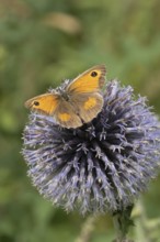 Gatekeeper butterfly (Pyronia tithonus) adult insect feeding on a garden Globe thistle flower in