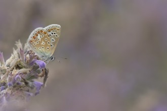 Common blue butterfly (Polyommatus icarus) adult insect feeding on garden Catmint flowers in