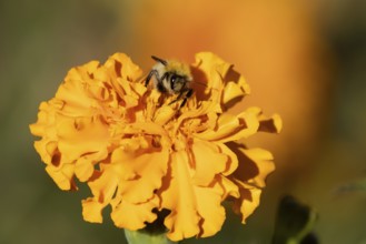 Common carder bumblebee (Bombus pascuorum) adult bee insect feeding on orange garden French