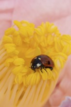 Seven-spot ladybird or ladybug (Coccinella septempunctata) adult beetle on a garden Camellia flower