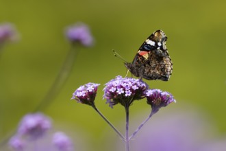 Red admiral butterfly (Vanessa atalanta) adult insect feeding on purple garden Verbena bonariensis