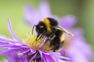 Garden bumblebee (Bombus hortorum) adult bee insect feeding on purple garden Aster plant flowers in