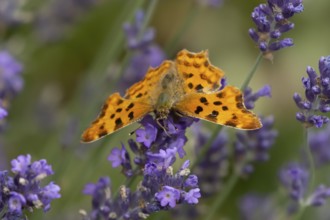 Comma butterfly (Polygonia c-album) adult insect feeding on garden blue Lavender plant flowers in