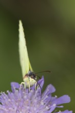 Brimstone butterfly (Gonepteryx rhamni) adult insect feeding on Field scabious plant flowers in