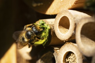 Leaf cutter bee (Megachile centuncularis) adult insect returning to a bee hotel box with leaves in