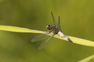 Broad-bodied chaser dragonfly (Libellula depressa) adult insect resting on a reed plant leaf in