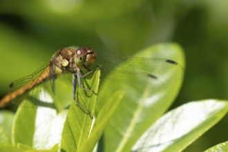 Common darter dragonfly (Sympetrum striolatum) adult female insect resting on a garden plant leaf