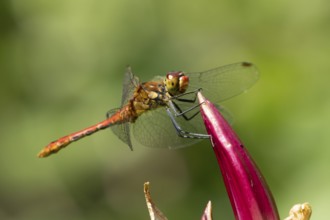 Common darter dragonfly (Sympetrum striolatum) adult male insect resting on a garden lily flower in