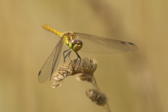 Common darter dragonfly (Sympetrum striolatum) adult female insect resting on a grass stem seedhead