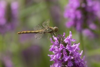 Common darter dragonfly (Sympetrum striolatum) adult female insect resting on a garden pink plant