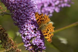 Comma butterfly (Polygonia c-album) adult insect feeding on garden purple Buddleja or Buddleia