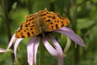 Comma butterfly (Polygonia c-album) adult insect feeding on garden purple Coneflower (Echinacea