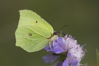 Brimstone butterfly (Gonepteryx rhamni) adult insect feeding on Field scabious plant flowers in
