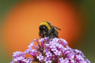 Buff tailed bumblebee (Bombus terrestris) adult bee insect feeding on purple garden Verbena