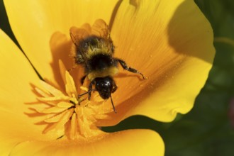 Buff tailed bumblebee (Bombus terrestris) adult bee insect feeding garden on yellow Californian