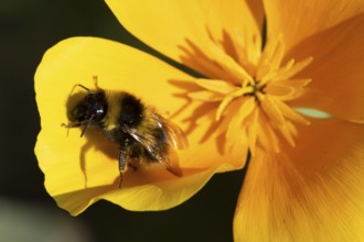 Buff tailed bumblebee (Bombus terrestris) adult bee insect on garden yellow Californian poppy