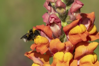 Buff tailed bumblebee (Bombus terrestris) adult bee insect feeding on garden Snapdragon