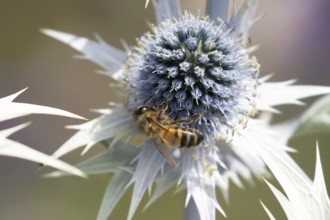 European honey bee (Apis mellifera) adult insect feeding on Sea holly flowers in summer, England,