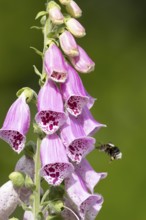 Buff tailed bumblebee (Bombus terrestris) adult bee insect flying towards a purple garden Foxglove