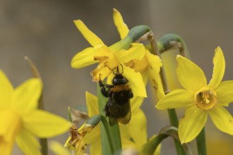 Buff tailed bumblebee (Bombus terrestris) adult bee insect feeding on garden yellow Daffodil or