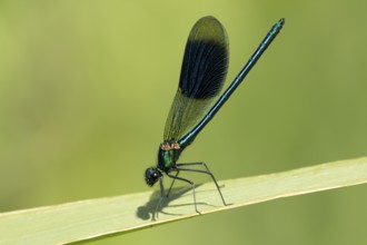 Banded demoiselle damselfly (Calopteryx splendens) adult male insect resting on a reed plant leaf