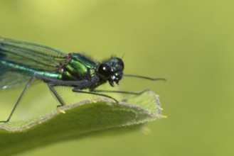 Banded demoiselle damselfly (Calopteryx splendens) adult male insect resting on a plant leaf in