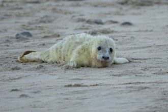 Atlantic grey seal (Halichoerus grypus) juvenile baby pup animal on a beach in winter, England,