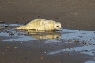 Atlantic grey seal (Halichoerus grypus) juvenile baby pup animal on a seaside beach in winter,