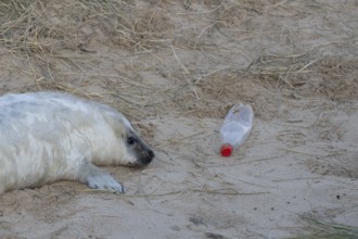 Atlantic grey seal (Halichoerus grypus) juvenile baby pup animal resting on a sand dune on a beach